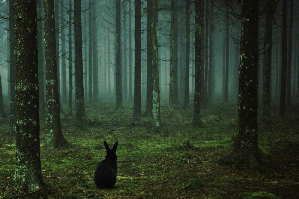 Bosco incantato Black Rabbit